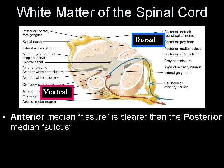 White Matter of the Spinal Cord Dorsal Ventral • Anterior median “fissure” is clearer