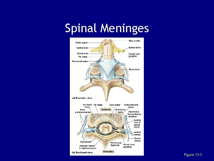 Spinal Meninges Figure 13– 3 
