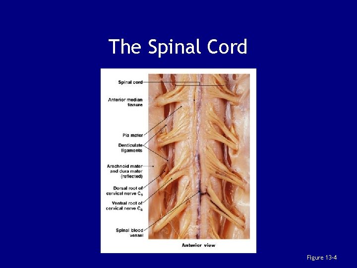 The Spinal Cord Figure 13– 4 