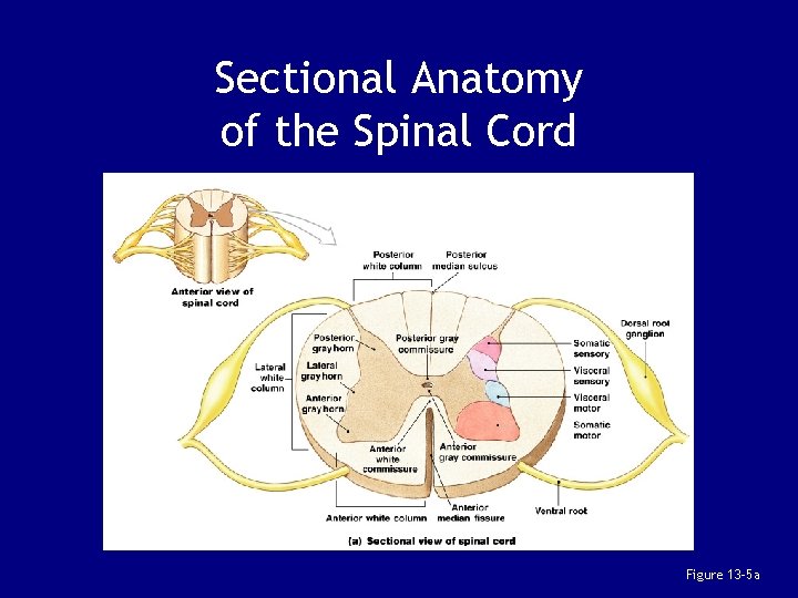 Sectional Anatomy of the Spinal Cord Figure 13– 5 a 