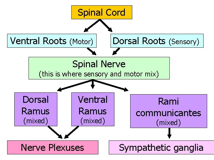 Spinal Cord Ventral Roots (Motor) Dorsal Roots (Sensory) Spinal Nerve (this is where sensory