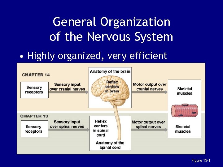 General Organization of the Nervous System • Highly organized, very efficient Figure 13– 1