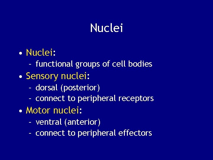 Nuclei • Nuclei: – functional groups of cell bodies • Sensory nuclei: – dorsal