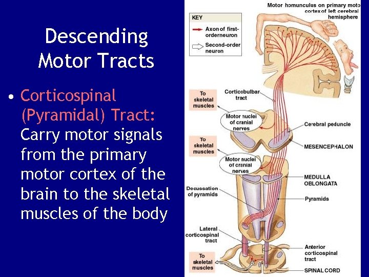 Descending Motor Tracts • Corticospinal (Pyramidal) Tract: Carry motor signals from the primary motor