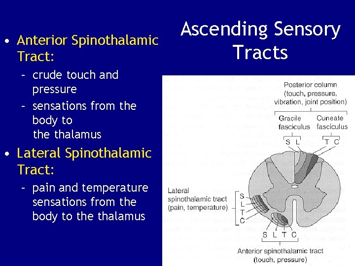  • Anterior Spinothalamic Tract: – crude touch and pressure – sensations from the
