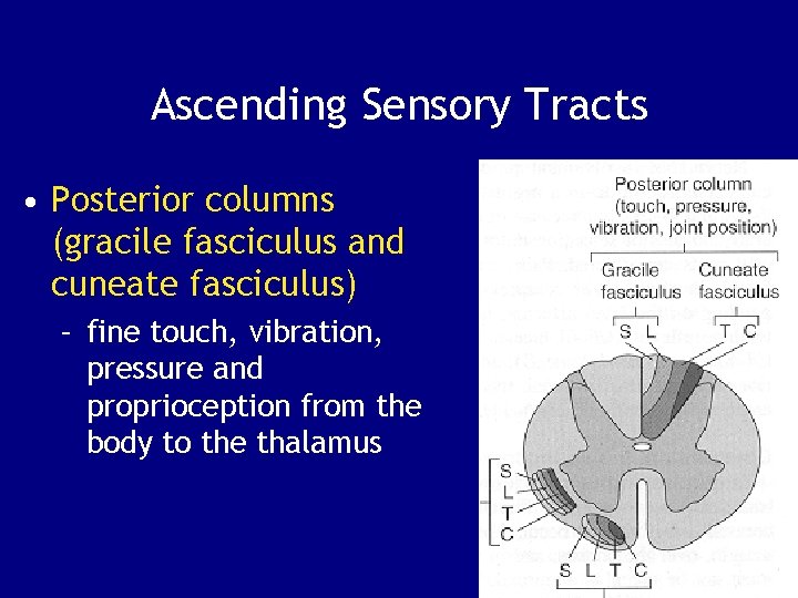 Ascending Sensory Tracts • Posterior columns (gracile fasciculus and cuneate fasciculus) – fine touch,