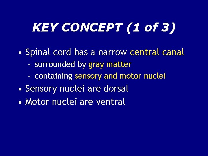 KEY CONCEPT (1 of 3) • Spinal cord has a narrow central canal –