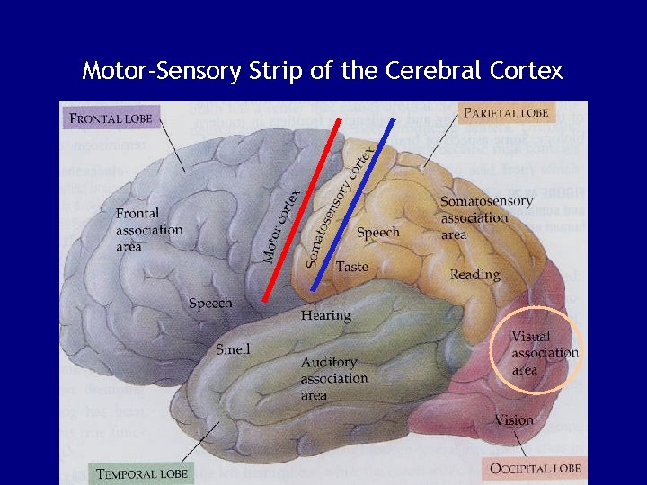 Motor-Sensory Strip of the Cerebral Cortex 