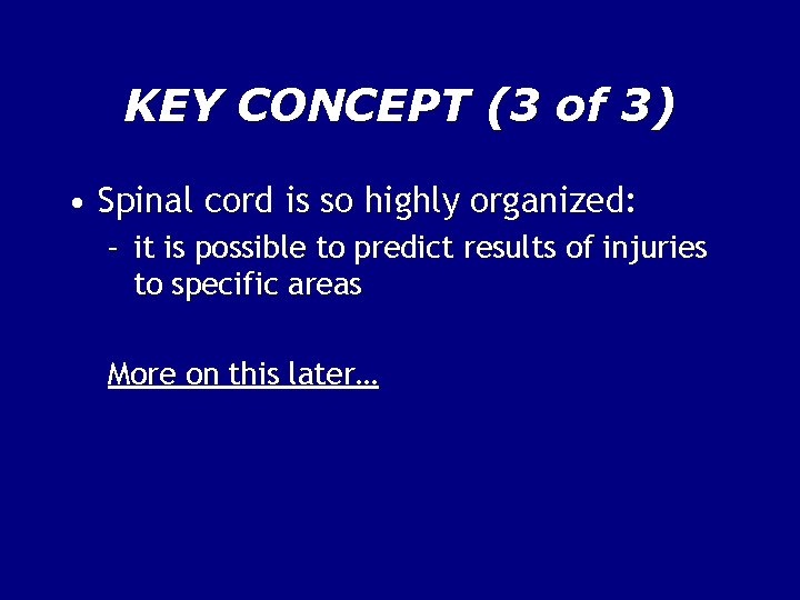KEY CONCEPT (3 of 3) • Spinal cord is so highly organized: – it