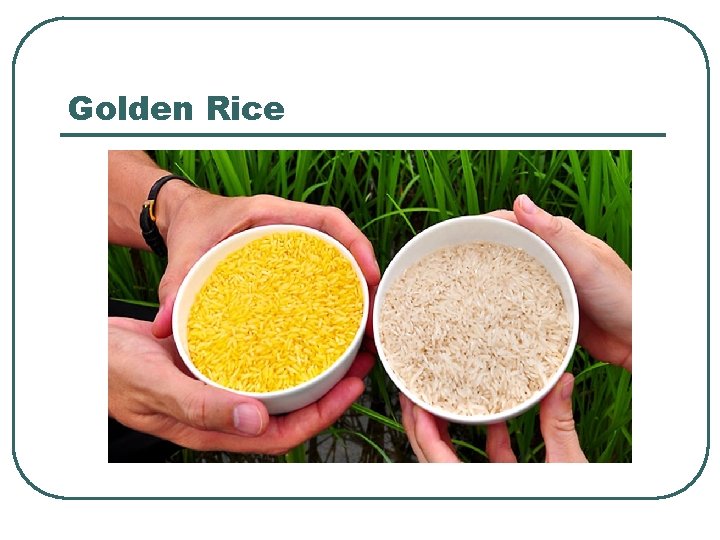 Golden Rice 