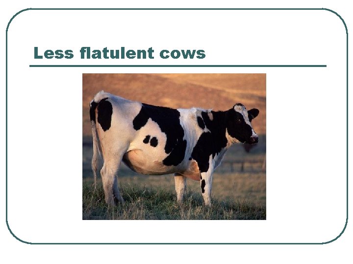 Less flatulent cows 