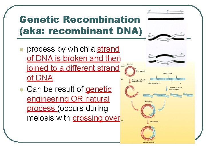 Genetic Recombination (aka: recombinant DNA) l l process by which a strand of DNA