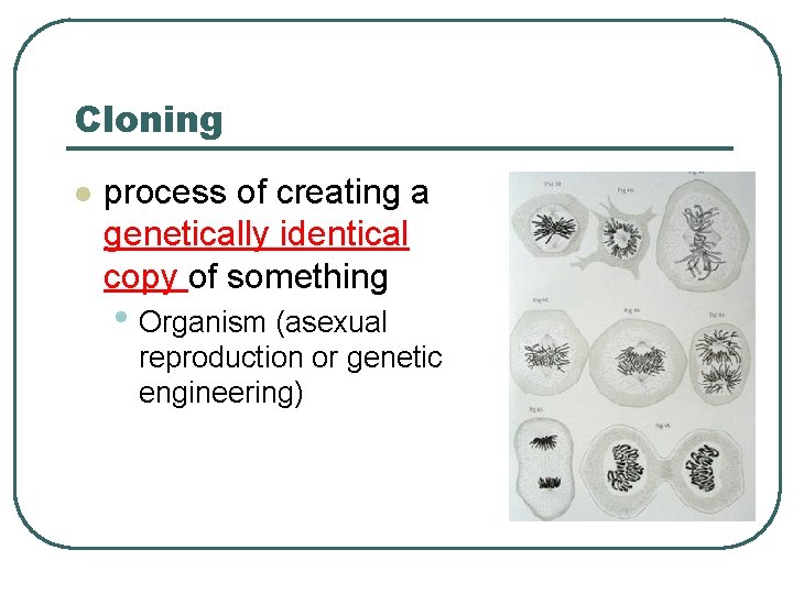 Cloning l process of creating a genetically identical copy of something • Organism (asexual