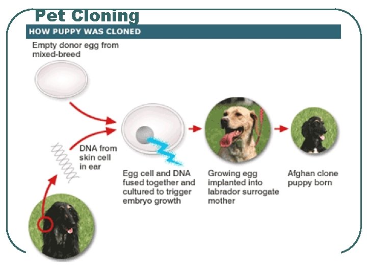 Pet Cloning 