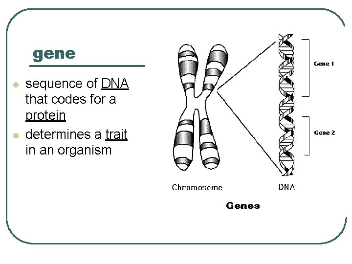 gene l l sequence of DNA that codes for a protein determines a trait