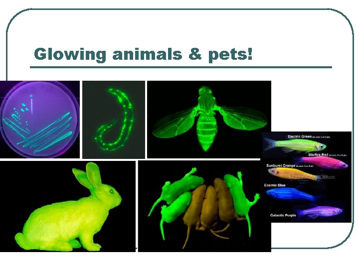 Glowing animals & pets! 