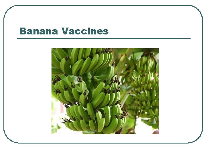 Banana Vaccines 