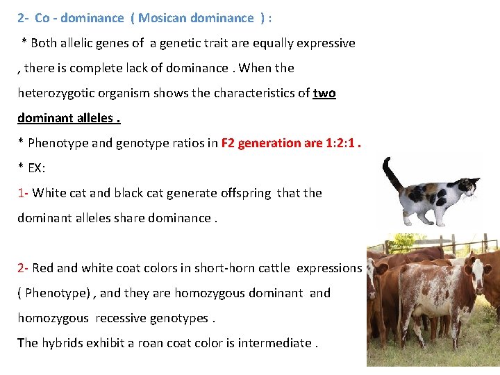 2 - Co - dominance ( Mosican dominance ) : * Both allelic genes