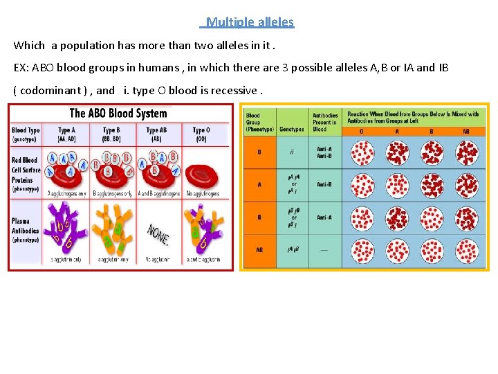 Multiple alleles Which a population has more than two alleles in it. EX: ABO