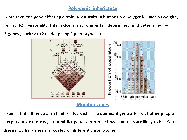 Poly-genic inheritance More than one gene affecting a trait. Most traits in humans are