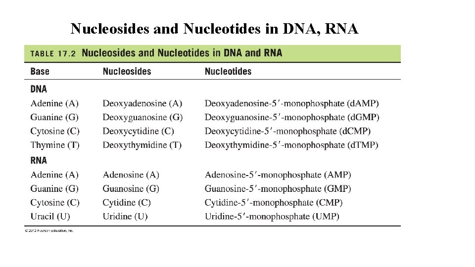 Nucleosides and Nucleotides in DNA, RNA 11 