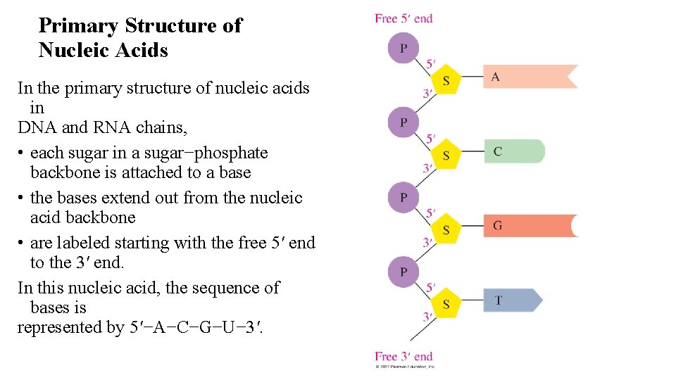 Primary Structure of Nucleic Acids In the primary structure of nucleic acids in DNA
