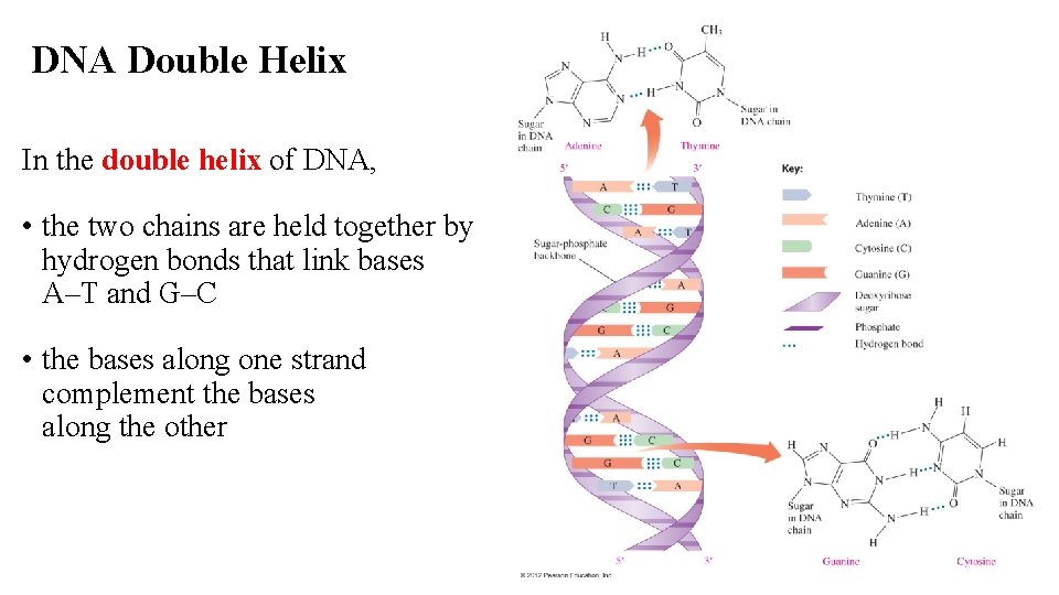 DNA Double Helix In the double helix of DNA, • the two chains are