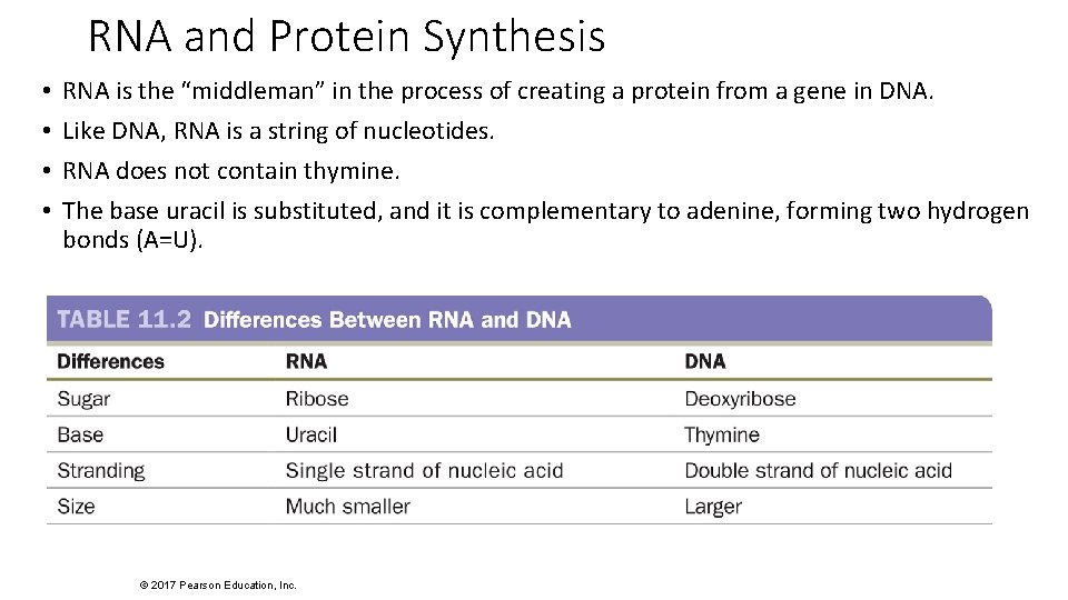 RNA and Protein Synthesis • • RNA is the “middleman” in the process of
