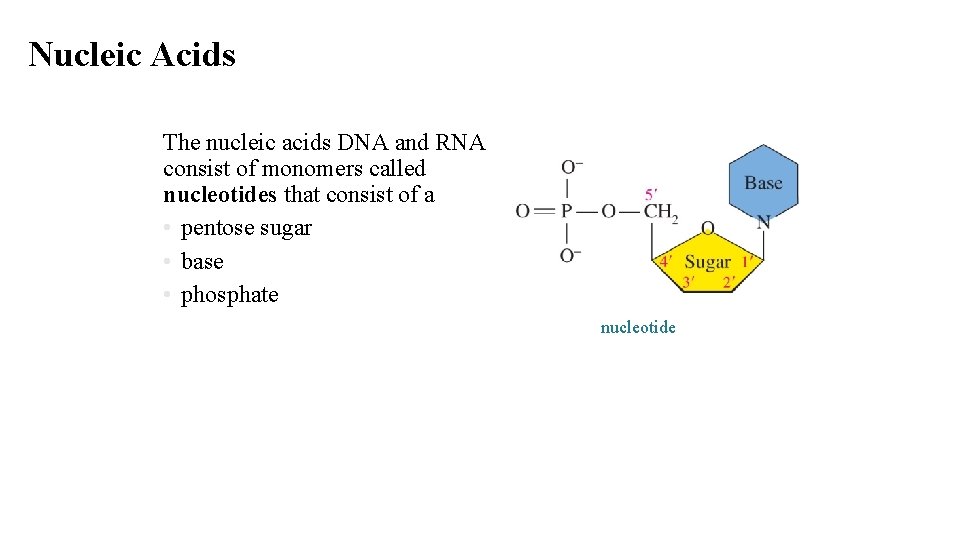 Nucleic Acids The nucleic acids DNA and RNA consist of monomers called nucleotides that