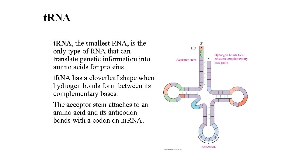 t. RNA, the smallest RNA, is the only type of RNA that can translate