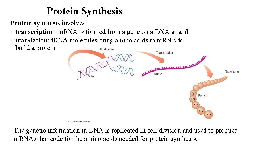 Protein Synthesis Protein synthesis involves • transcription: m. RNA is formed from a gene