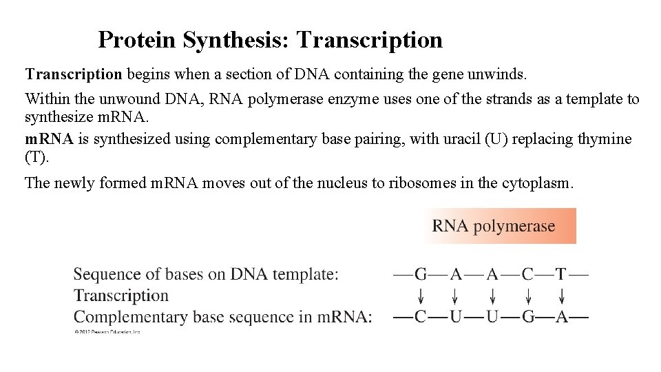 Protein Synthesis: Transcription begins when a section of DNA containing the gene unwinds. Within