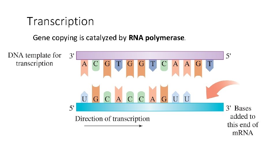 Transcription Gene copying is catalyzed by RNA polymerase. 