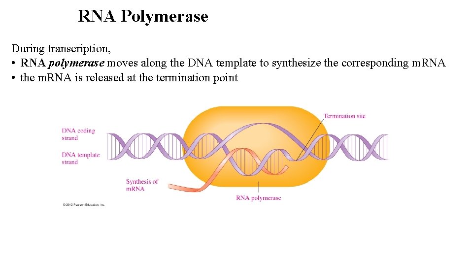 RNA Polymerase During transcription, • RNA polymerase moves along the DNA template to synthesize