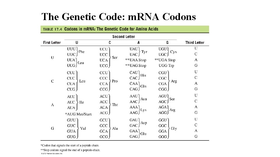 The Genetic Code: m. RNA Codons 28 