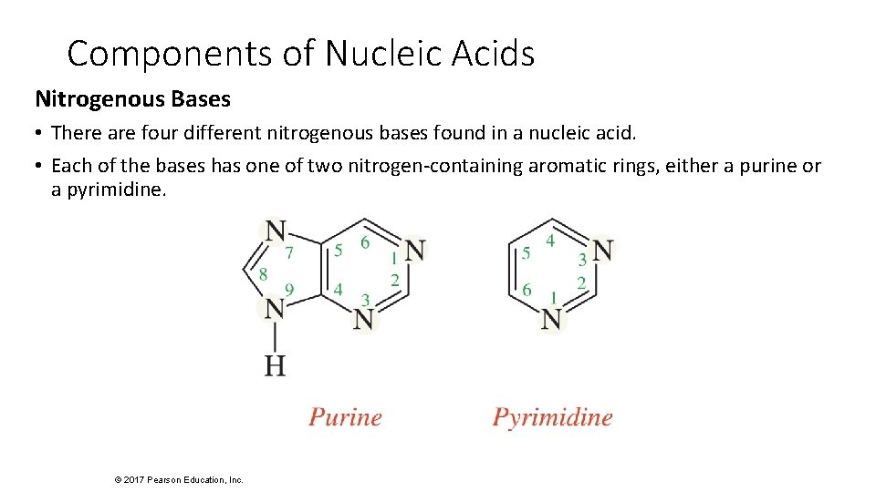 Components of Nucleic Acids Nitrogenous Bases • There are four different nitrogenous bases found