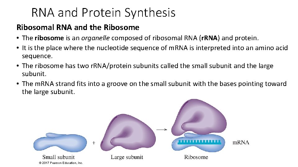 RNA and Protein Synthesis Ribosomal RNA and the Ribosome • The ribosome is an