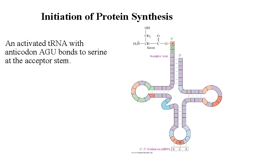 Initiation of Protein Synthesis An activated t. RNA with anticodon AGU bonds to serine