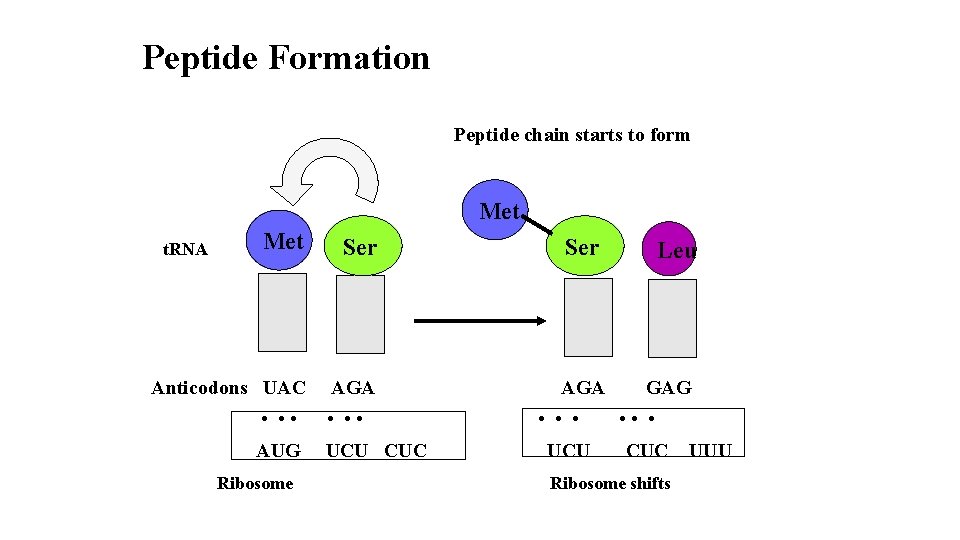 Peptide Formation Peptide chain starts to form Met Ser Anticodons UAC AGA t. RNA