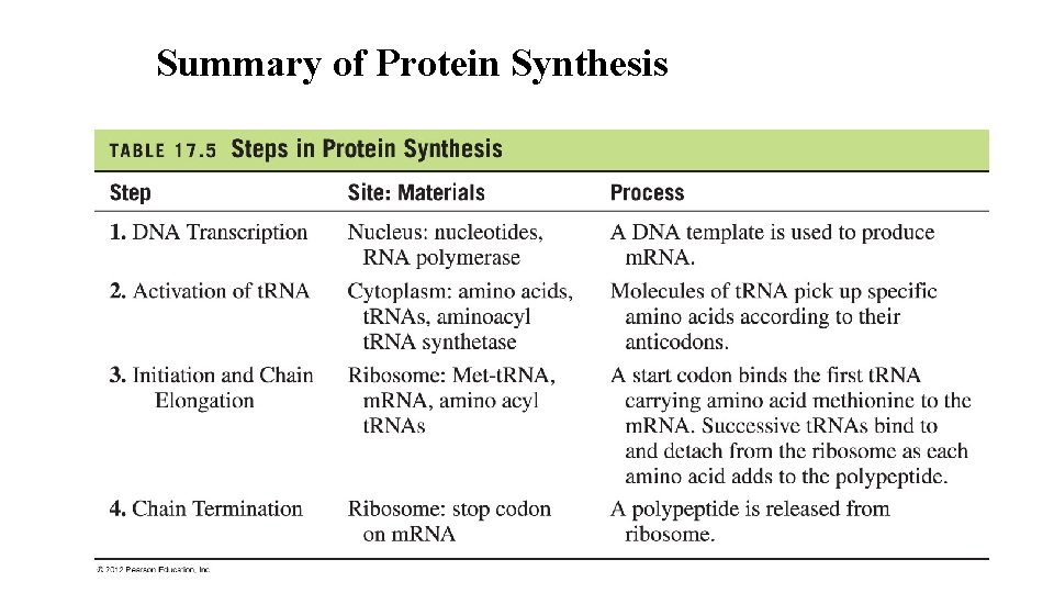 Summary of Protein Synthesis 39 