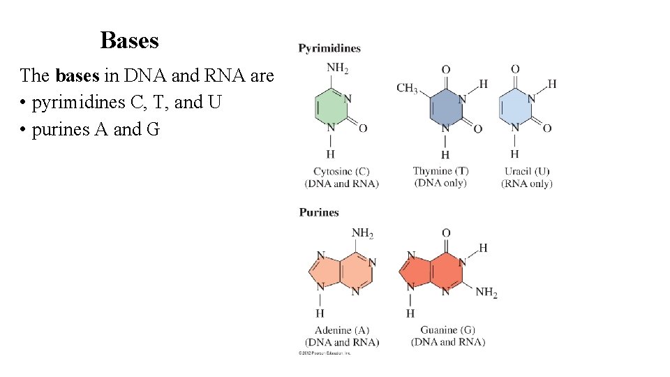 Bases The bases in DNA and RNA are • pyrimidines C, T, and U