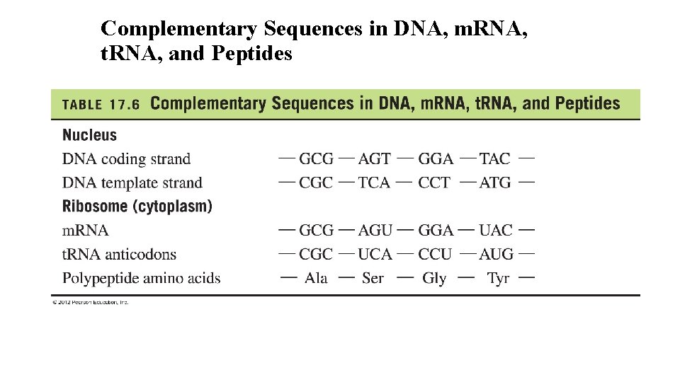 Complementary Sequences in DNA, m. RNA, t. RNA, and Peptides 40 