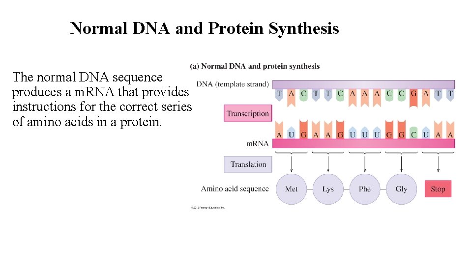 Normal DNA and Protein Synthesis The normal DNA sequence produces a m. RNA that