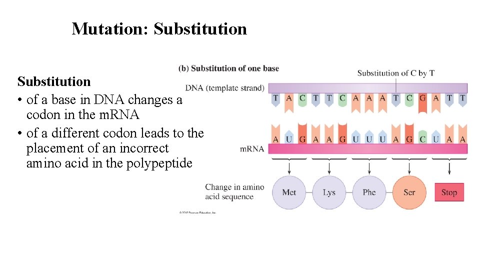 Mutation: Substitution • of a base in DNA changes a codon in the m.