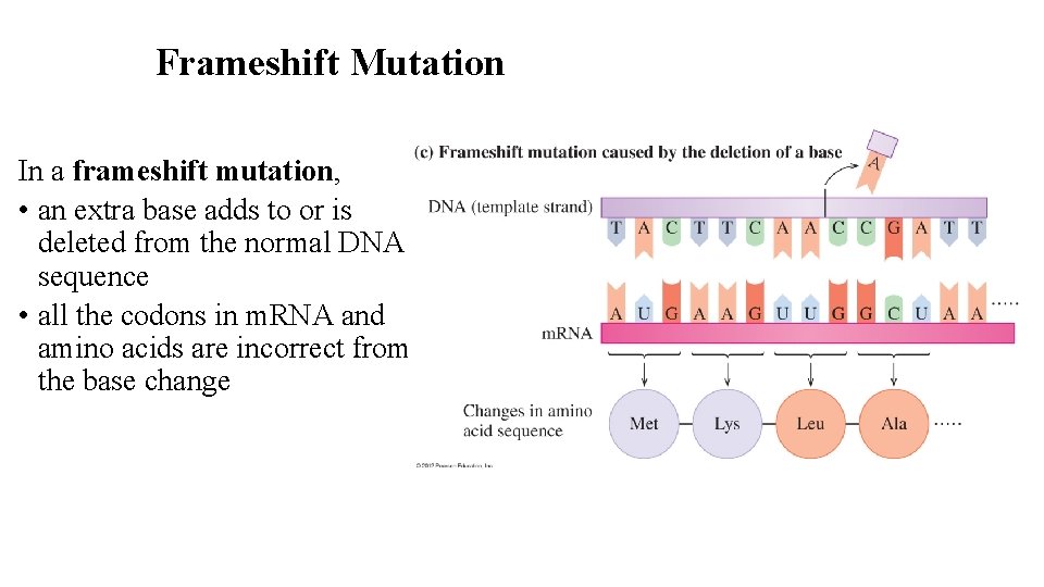 Frameshift Mutation In a frameshift mutation, • an extra base adds to or is