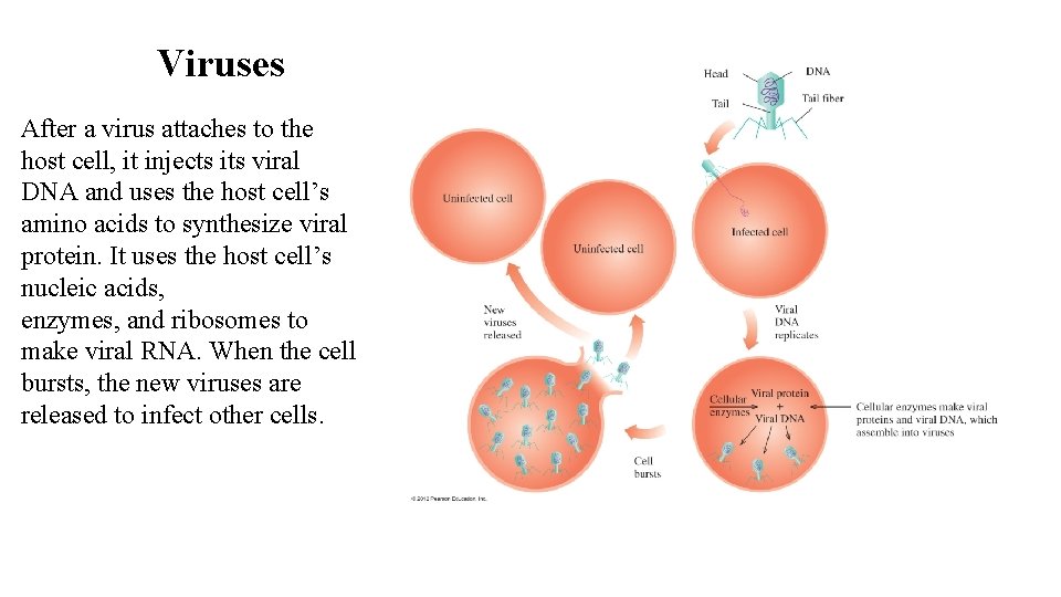Viruses After a virus attaches to the host cell, it injects its viral DNA