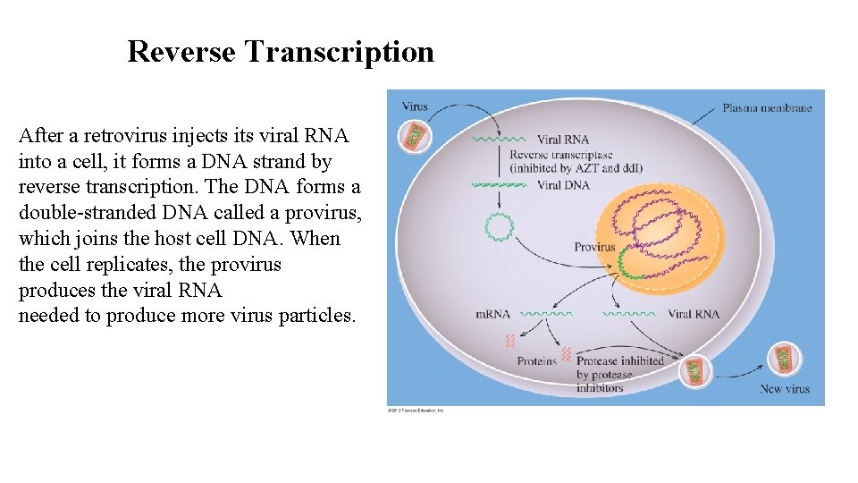 Reverse Transcription After a retrovirus injects its viral RNA into a cell, it forms