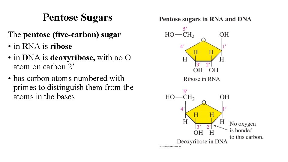Pentose Sugars The pentose (five-carbon) sugar • in RNA is ribose • in DNA