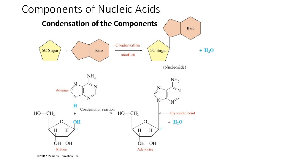 Components of Nucleic Acids Condensation of the Components © 2017 Pearson Education, Inc. 