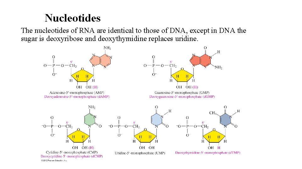 Nucleotides The nucleotides of RNA are identical to those of DNA, except in DNA